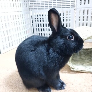 艶々のブラックカラー人が大好きな【グルトンくん】