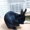 艶々のブラックカラー人が大好きな【グルトンくん】 サムネイル4