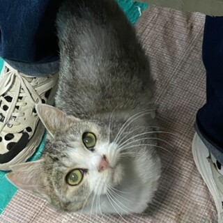 スリスリゴロゴロ☆ハクくん