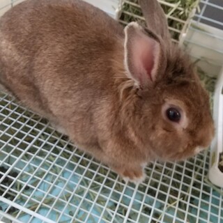 ライオンラビット×ネザーランドのプリンちゃん