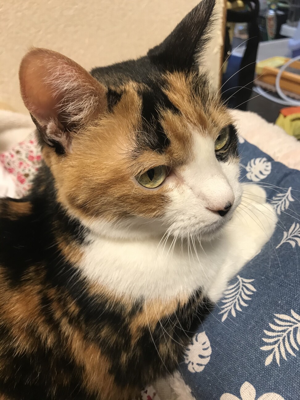 美池（みいけ）愛称:みぃしゃん