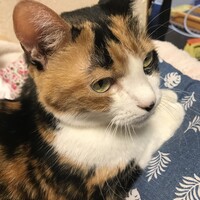 美池（みいけ）愛称:みぃしゃん