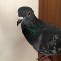 甘えん坊で元気なポーちゃんです