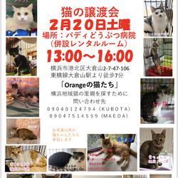 保護猫の里親会