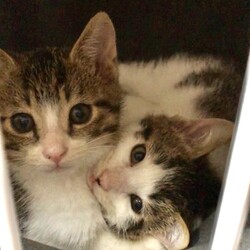 保護猫の里親会 サムネイル2