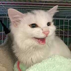 保護猫の里親会 サムネイル3