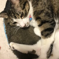 ミニオ