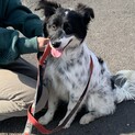 ボーダーコリー風の仔犬ちゃん　