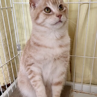 ミルクティ色、ボブテールのおっとりさん