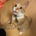 人懐っこいムギちゃん