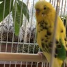 ちーちゃこ