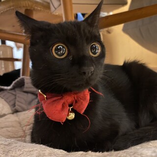 気に入ったものは独り占め！おはぎちゃん