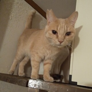 【多頭崩壊レスキュー】愛情表現豊かなミルクティー