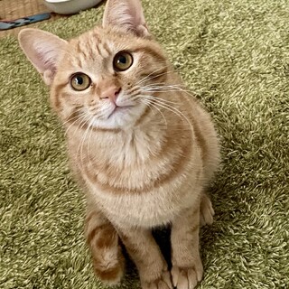 茶トラ女の子　生後7か月「小夏」ちゃん