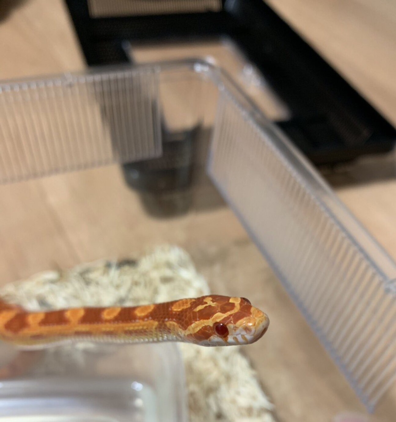 コーンスネーク アメラニ 東京都 爬虫類 他の里親募集 ペットのおうち 月間利用者150万人 コーンスネーク アメラニ 東京都 爬虫類 他の里親募集 ペットのおうち 月間利用者150万人