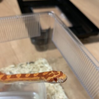 コーンスネーク （アメラニ）