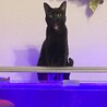 の写真