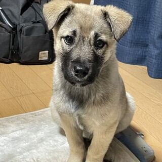 トライアル決定！優しいお顔のジャム君です