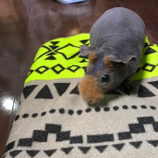 スキニーギニアピッグ