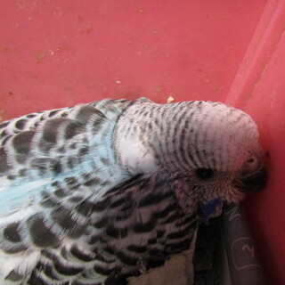 セキセイインコのヒナ　 里親さん募集します
