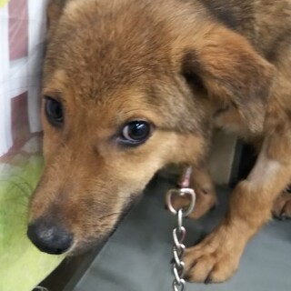 半年野犬子犬しろがね君→ボランティア譲渡決定