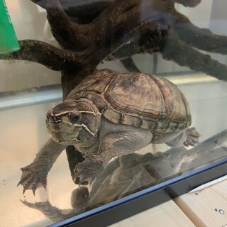 大きくならなくて大人しいミシシッピニオイガメです！