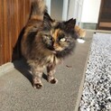 大人しいサビ猫ちゃん