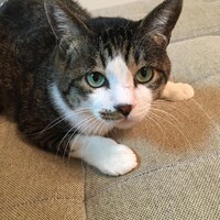 むぎ