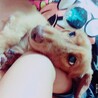 クッキー（♂）
