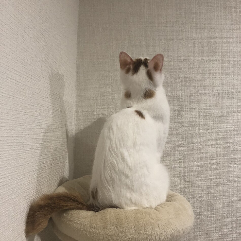 豆太のカバー写真