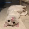いつも先回りしてこの場所でお腹を見せます。笑