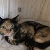 里親を探しています。