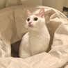 洗濯カゴに入るのやだけど、良い写真撮れました♪