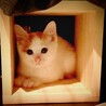 お家にお迎えした生後2ヶ月頃の愛しすぎる(*´꒳`*)