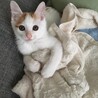 お家にお迎えしたばかりの頃。最高に可愛かったなぁ^ ^