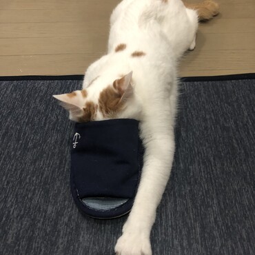 足の臭い大好き…