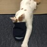 足の臭い大好き…