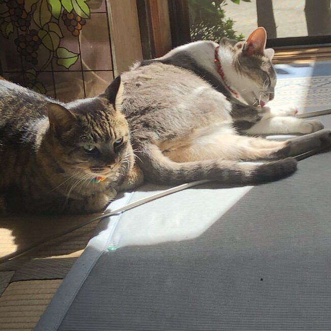 もふもふ1225のカバー写真
