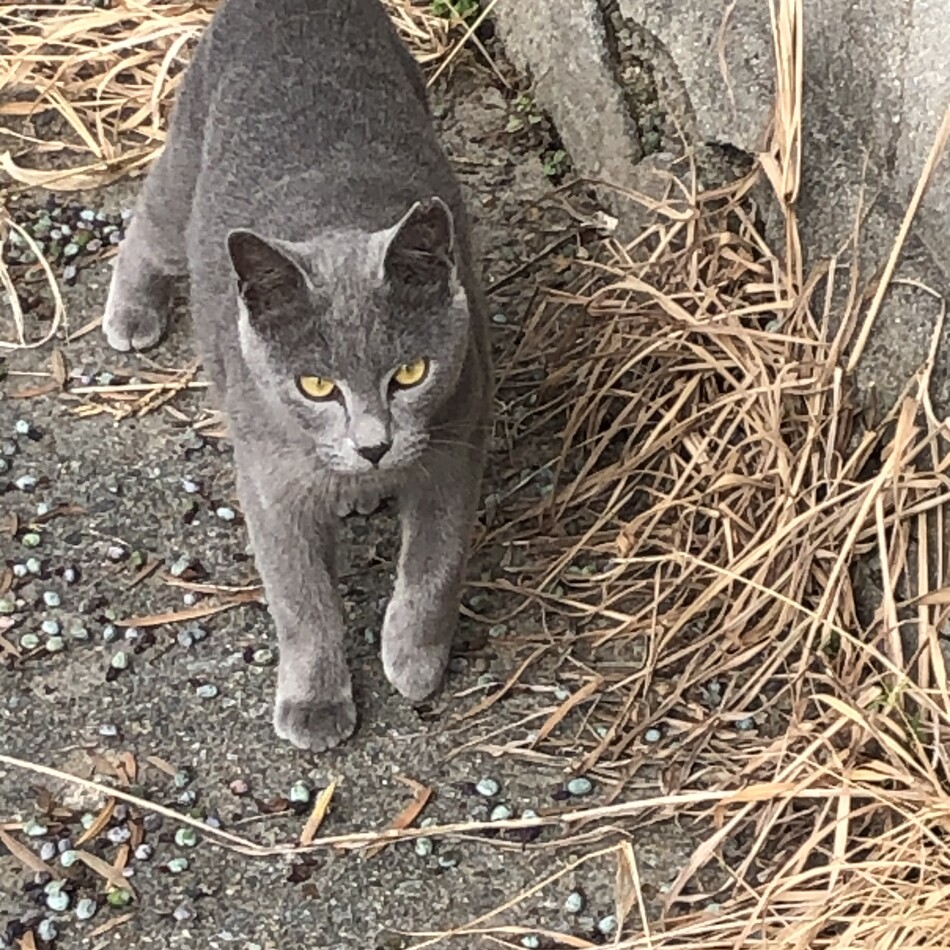 スズナ　　のカバー写真