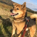 いつでもご機嫌ゴン太【ずっとの家族が出来ました】