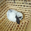 5ひきのうさぎ