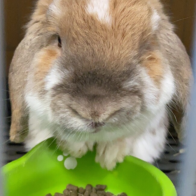 ふー&りーちゃんのカバー写真