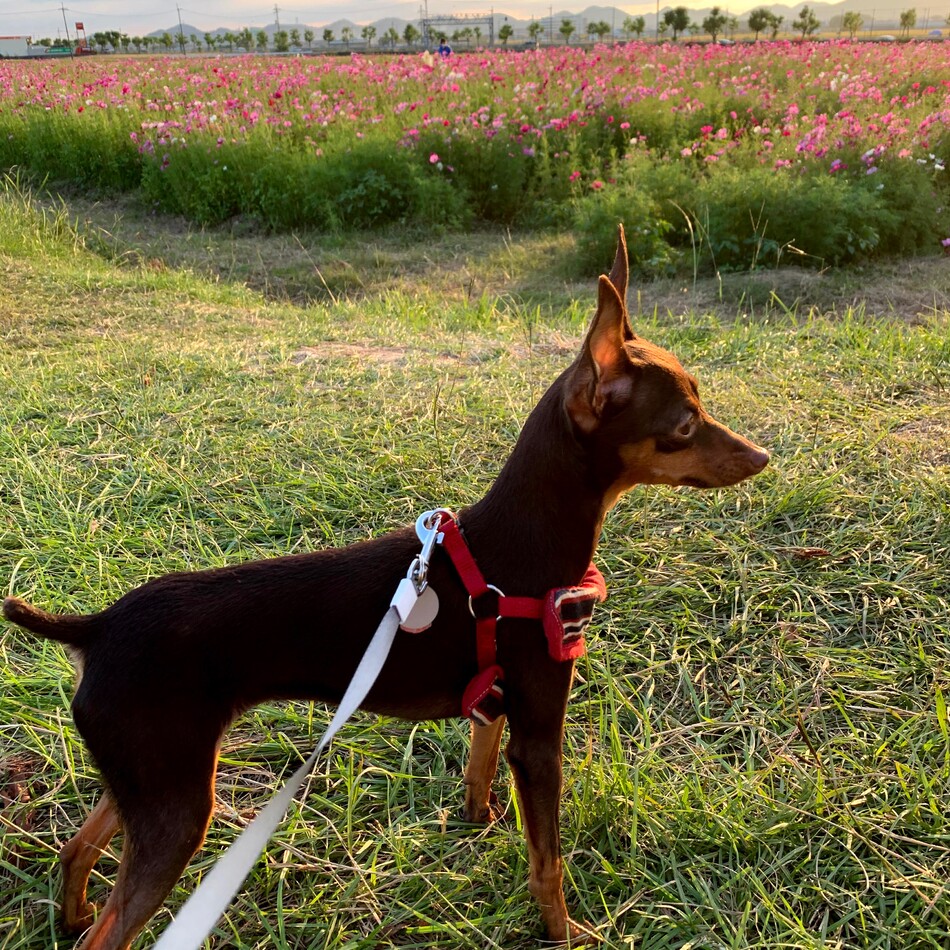 モカのカバー写真