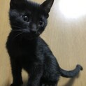 顔丸いです