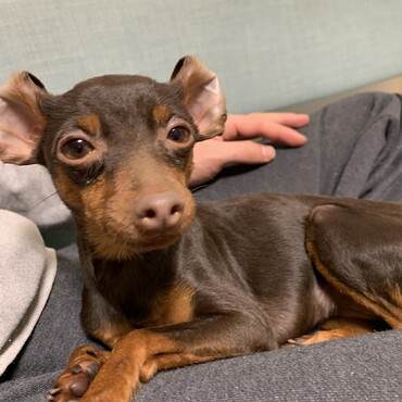 たまに耳が後ろに折れてクマみたいになります。