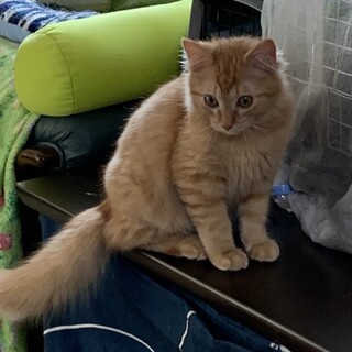 とても可愛い茶トラ子猫ちゃんの里親さん募集