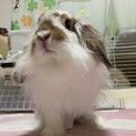 クルちゃん(2〜3歳、女の子、避妊済み)