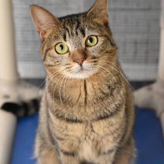 キュートなチューリップちゃん