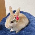 ネザーランドドワーフ　生後3ヶ月