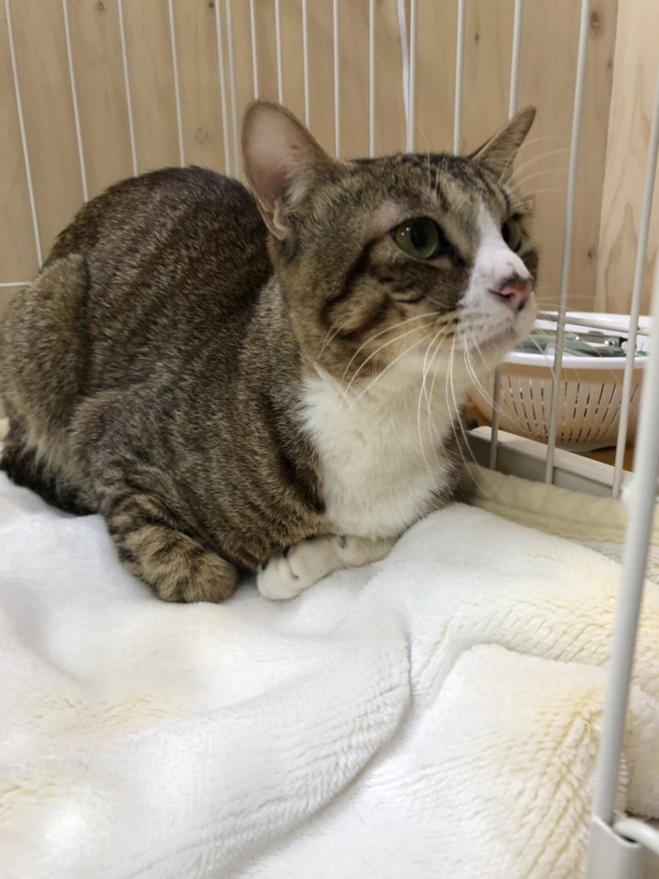 甘える事寄り添う事を覚え 東京都 猫の里親募集 3528 ペットのおうち 月間利用者150万人